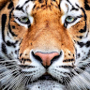 Meet your Posher, Donramon